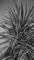 Fototapeta premium Palm