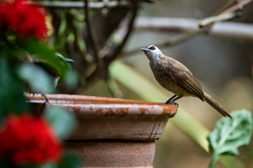 Yellow - vented Bulbul