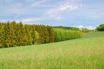 Obraz premium Landscape with green grass and blue sky