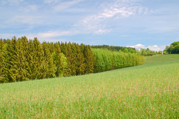 Landscape with green grass and blue sky