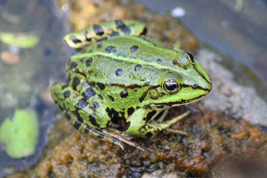 A common water frog, pelophylax esculentus, on a rock in the water.