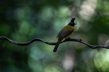Black - crested Bulbul