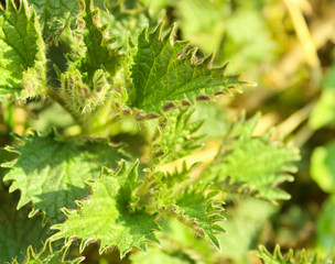 Stinging nettle (Urtica dioica) young new green leaves growing in the garden. Outdoors green fresh nettles background. Spring eatable greens