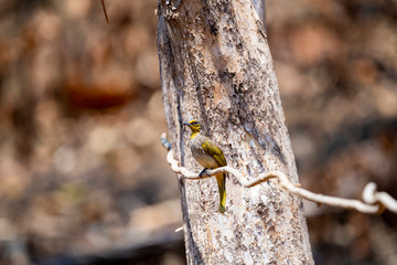 Stripe - throated Bulbul