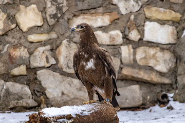 The eagle is the Imperial eagle. Aquila heliaca. Close up.