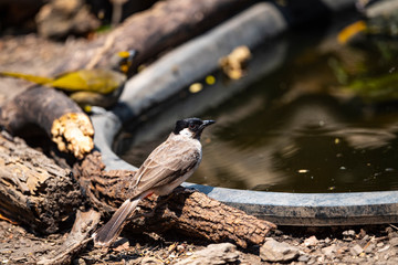 Sooty - headed Bulbul