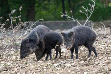 Close up of Collared Peccary (Pecari tajacu) family of Tayassuidae