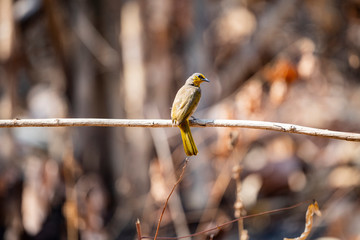 Stripe - throated Bulbul