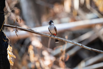 Sooty - headed Bulbul