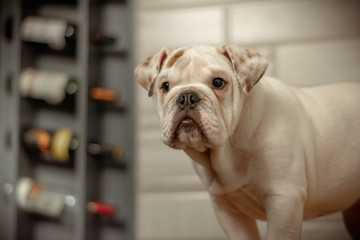 Mascota tierna bulldog beb&eacute;