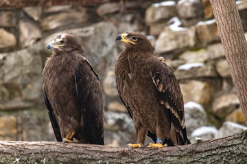 The eagle is the Imperial eagle. Aquila heliaca. Close up.