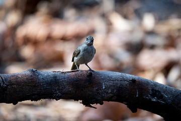 Streak - eared Bulbul