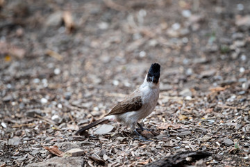 Sooty - headed Bulbul