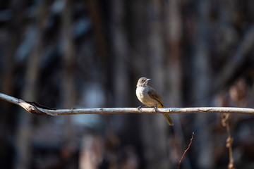 Streak - eared Bulbul