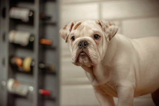 Mascota tierna bulldog bebé