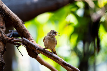 Streak - eared Bulbul