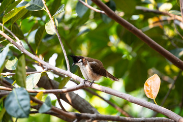 Red - whiskered Bulbul