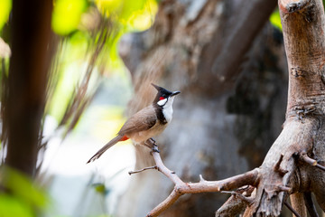 Red - whiskered Bulbul