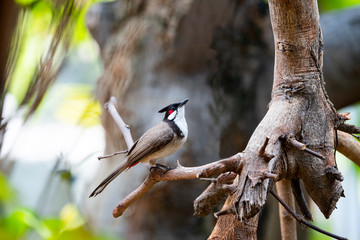 Red - whiskered Bulbul