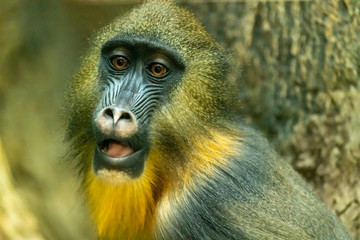 Mandrill. Mandrillus sphinx. close up