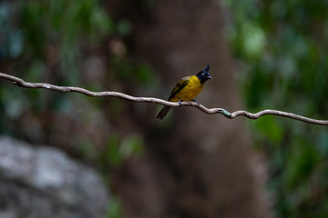 Black - crested Bulbul