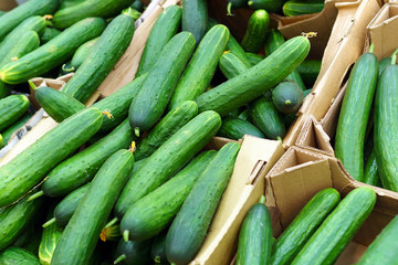fresh green cucumbers on the local market shelf