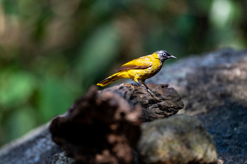 Black - headed Bulbul
