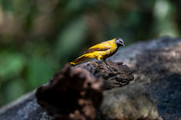 Black - headed Bulbul