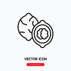 walnut icon vector sign symbol