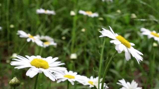Wild growing ox-eye daisies in bloom, stirring in the breeze in a country meadow