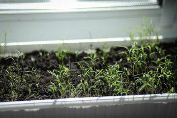 seedlings, seedlings, plants from seeds on the windowsill, garden bed