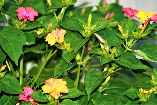 pink and yellow flowers in the garden