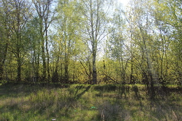 trees in the forest