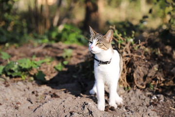 A cat that is standing in the dirt