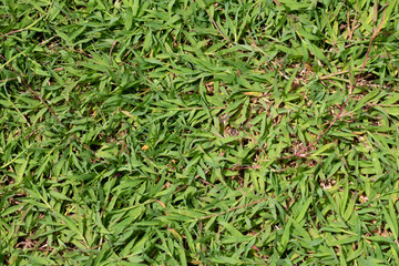 green grass background
