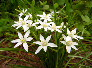 Bright white Ornithógalum (Star of Bethlehem) flowers in spring garden close-up