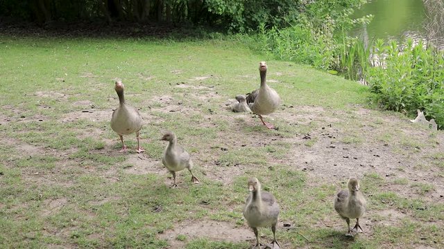 wild goose family with babys running towards the camera /walking freely on a german lake 