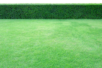 Long tree hedge and green grass lawn. The upper part isolated on white background.