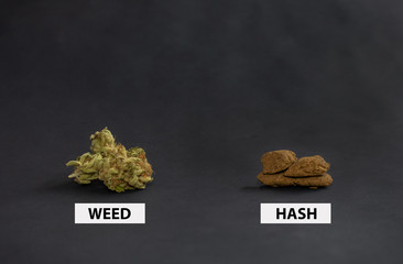 Marijuana buds and blocks of hash isolated on black background. Concept of comparison or difference...