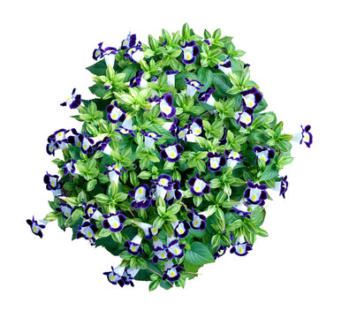 Top view of Purple Petunia flowers bush isolated on white background