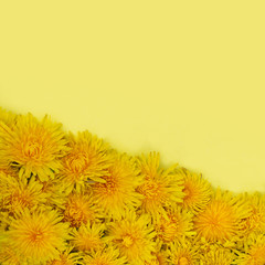 Square photo. Diagonally lying yellow dandelions. On a blue background. Place for text