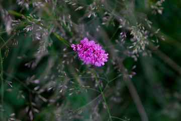 purple thistle flowers