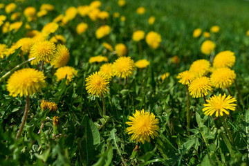 yellow dandelions on green grass