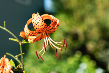 Closeup of a Tiger Lily flower in full bloom in a garden