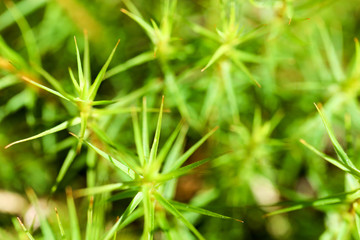 Close up of green moss in the swamp