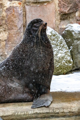 northern fur seal. Callorhinus ursinus.