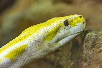 Yellow Reticulated Python. Python reticulatus. close up.