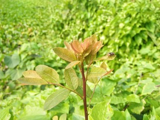 Red and green tree in the garden