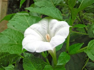 White flower in the garden and natural view