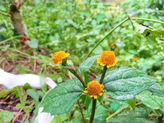 Yellow flowers in the garden and natural view